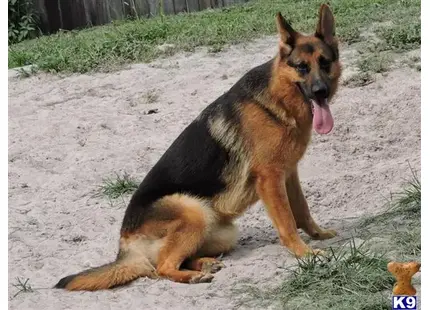 German Shepherd puppy for sale: a german shepherd dog lying on the ground