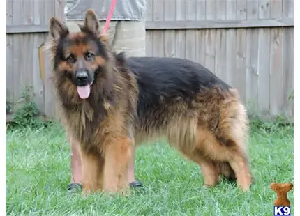 German Shepherd puppy for sale: a german shepherd dog standing in the grass