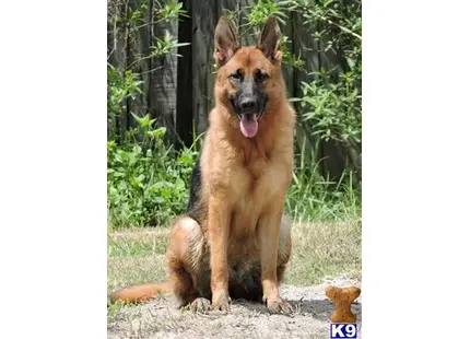 German Shepherd puppy for sale: a german shepherd dog sitting on the ground