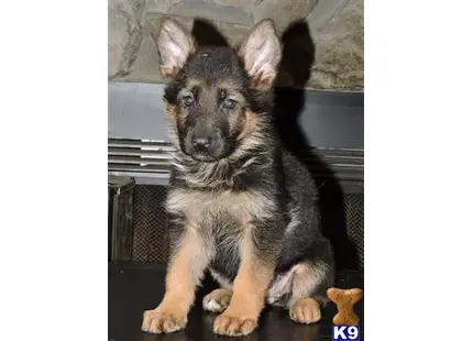 German Shepherd puppy for sale: a small german shepherd dog sitting