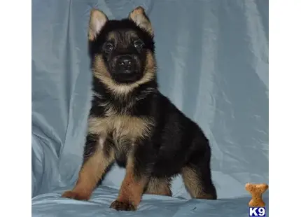 German Shepherd puppy for sale: a german shepherd dog sitting on a blue surface