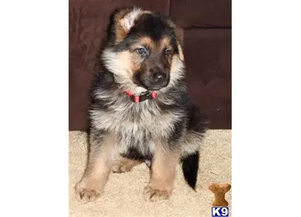 German Shepherd puppy for sale: a german shepherd dog sitting on the floor