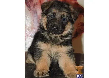 German Shepherd puppy for sale: a german shepherd puppy sitting on a blanket