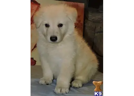 German Shepherd puppy for sale: a white german shepherd puppy sitting on a wood floor