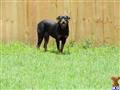Rottweiler dog for sale: Black and tan Rottweiler standing in grassy yard
