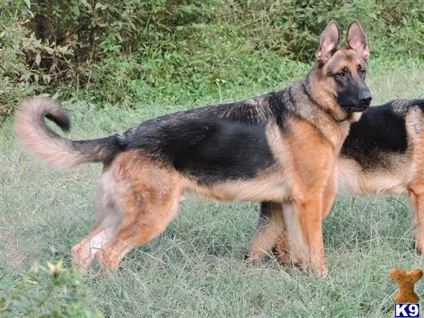 German Shepherd puppy for sale: a couple of german shepherd dogs playing in the grass