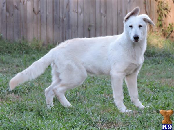 a white german shepherd dog standing in grass