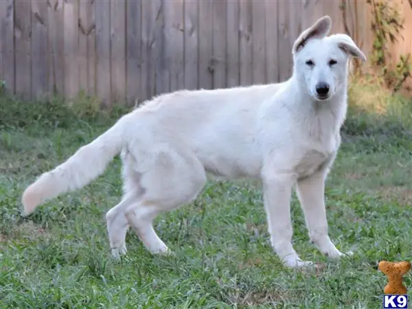 German Shepherd puppy for sale: a white german shepherd dog standing in grass