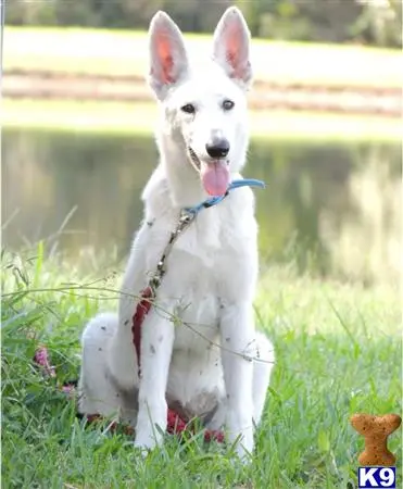 German Shepherd puppy for sale: a german shepherd dog sitting in the grass