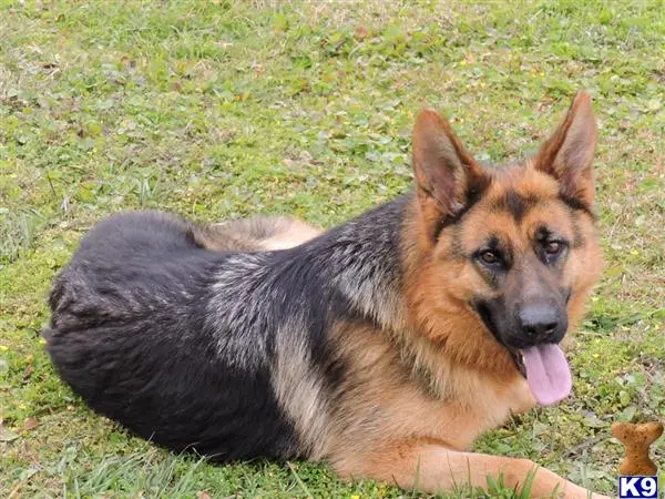 German Shepherd puppy for sale: a german shepherd dog lying in the grass