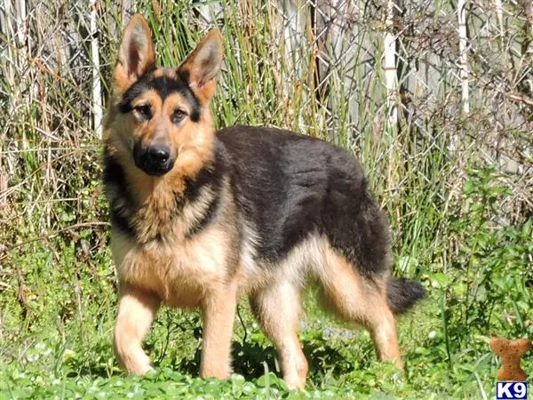German Shepherd puppy for sale: a german shepherd dog standing in grass