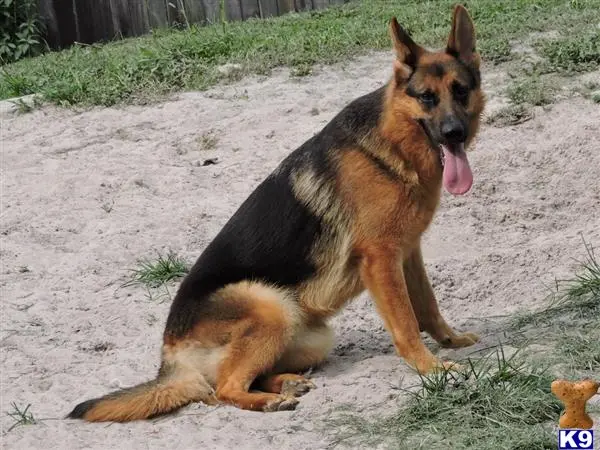 German Shepherd puppy for sale: a german shepherd dog lying on the ground
