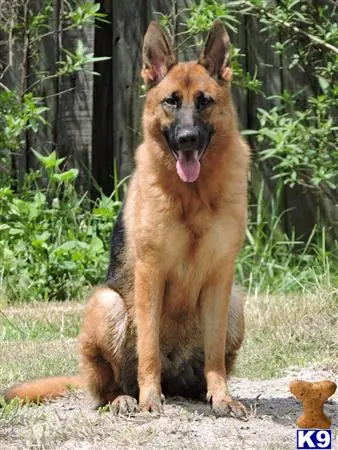German Shepherd puppy for sale: a german shepherd dog sitting on the ground