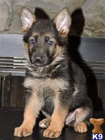 German Shepherd puppy for sale: a small german shepherd dog sitting