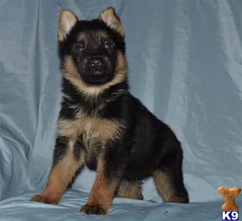 German Shepherd puppy for sale: a german shepherd dog sitting on a blue surface