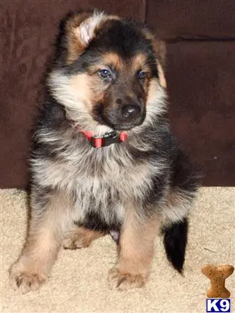 German Shepherd puppy for sale: a german shepherd dog sitting on the floor