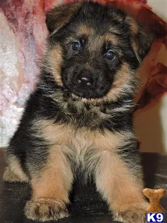 German Shepherd puppy for sale: a german shepherd puppy sitting on a blanket