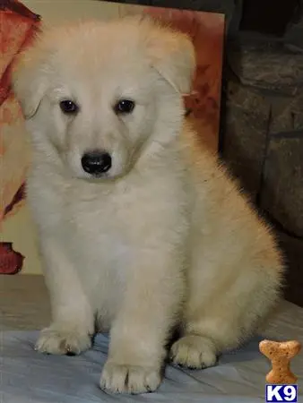 German Shepherd puppy for sale: a white german shepherd puppy sitting on a wood floor