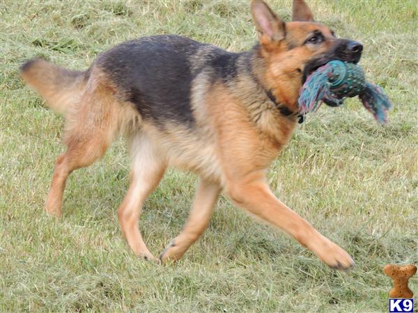 German Shepherd dog for sale: German Shepherd running with a toy in its mouth