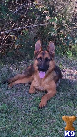 German Shepherd dog for sale: German Shepherd lying on grass with a playful expression