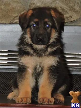 German Shepherd puppy for sale: a small german shepherd dog sitting