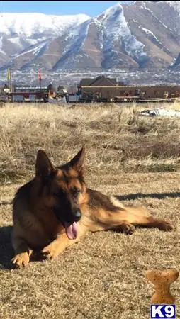 German Shepherd puppy for sale: a german shepherd dog lying in a field
