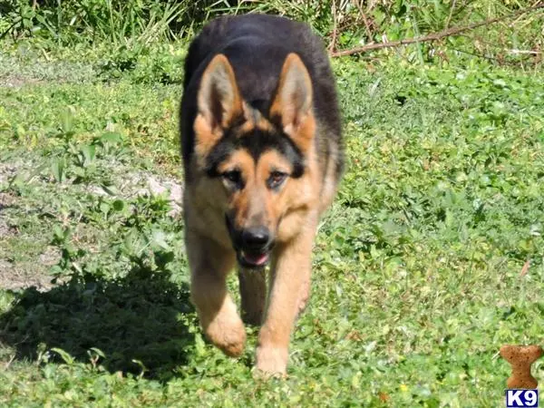 German Shepherd puppy for sale: a german shepherd dog running in the grass