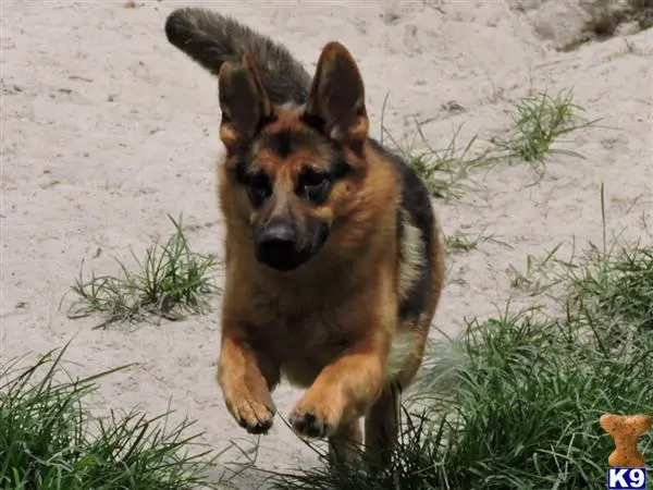 German Shepherd puppy for sale: a german shepherd dog running on sand