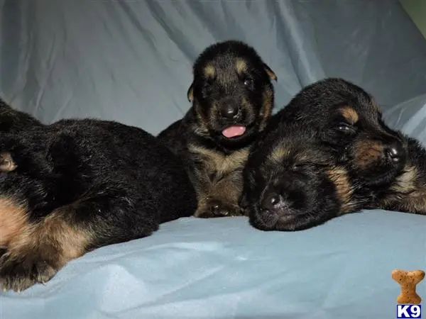 German Shepherd puppy for sale: a group of german shepherd dogs lying together