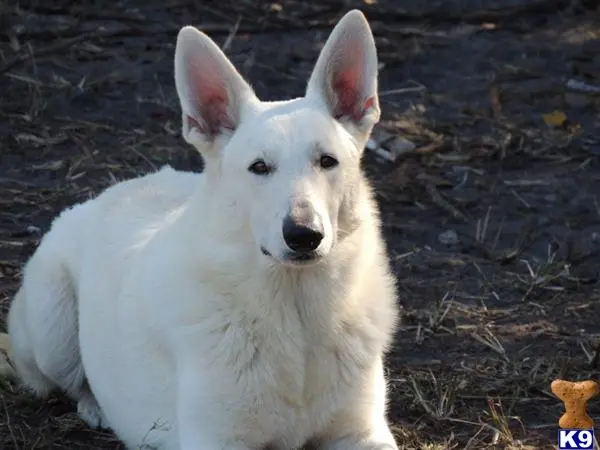 German Shepherd puppy for sale: a white german shepherd dog sitting on the ground