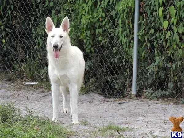 German Shepherd puppy for sale: a white german shepherd dog standing in front of a fence