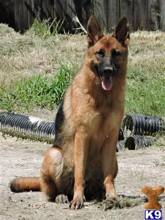 German Shepherd puppy for sale: a german shepherd dog sitting on the ground