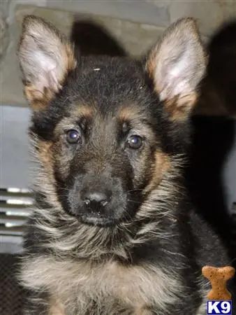 German Shepherd puppy for sale: a small brown german shepherd dog