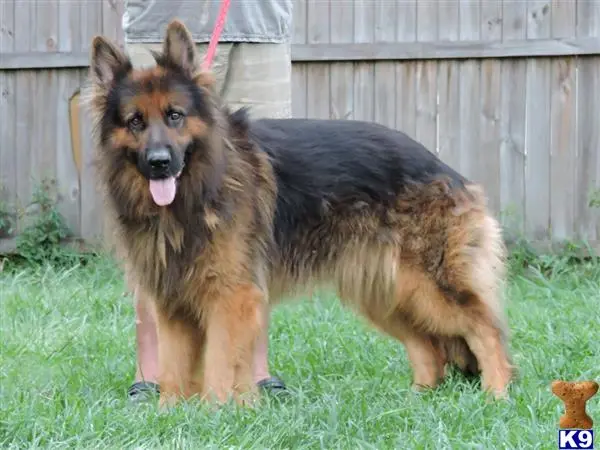 German Shepherd puppy for sale: a german shepherd dog standing in the grass
