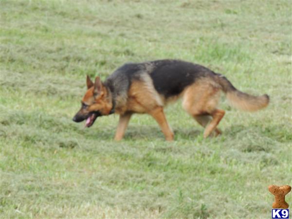 German Shepherd dog for sale: German Shepherd walking through a grassy field