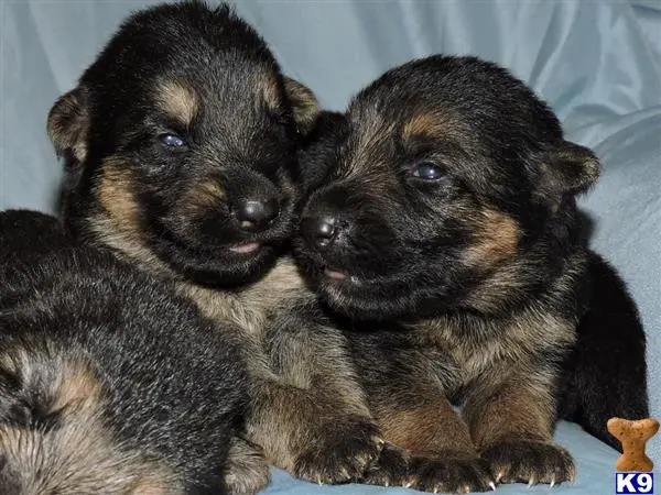 German Shepherd puppy for sale: a group of german shepherd puppies