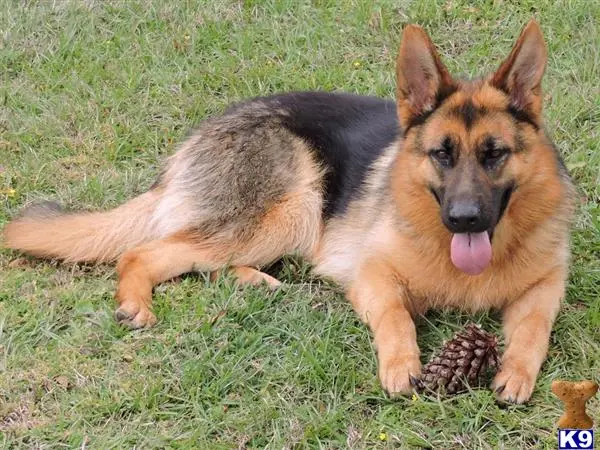 German Shepherd puppy for sale: a german shepherd dog lying on grass