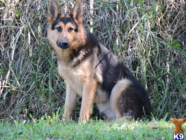 German Shepherd puppy for sale: a german shepherd dog sitting in the grass