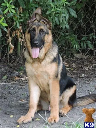 German Shepherd puppy for sale: a german shepherd dog sitting outside