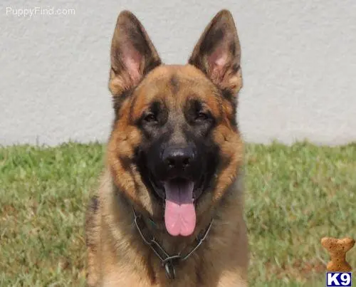 German Shepherd puppy for sale: a german shepherd dog sitting in the grass