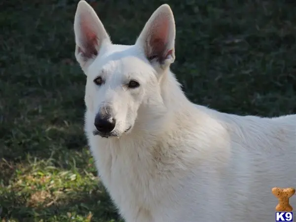 German Shepherd puppy for sale: a white german shepherd dog with a brown object in its mouth