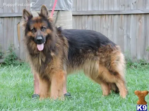 German Shepherd puppy for sale: a german shepherd dog standing in the grass