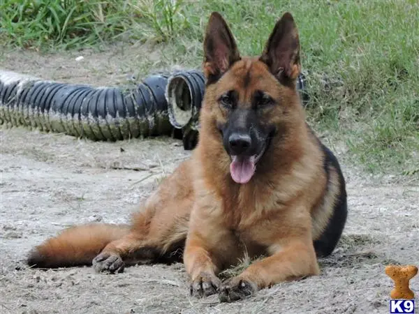 German Shepherd puppy for sale: a german shepherd dog lying on the ground with a tire on its head