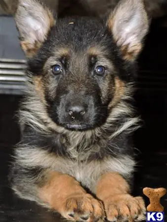 German Shepherd puppy for sale: a german shepherd dog with a fluffy fur