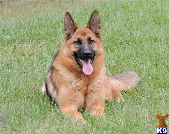 German Shepherd puppy for sale: a german shepherd dog lying in the grass
