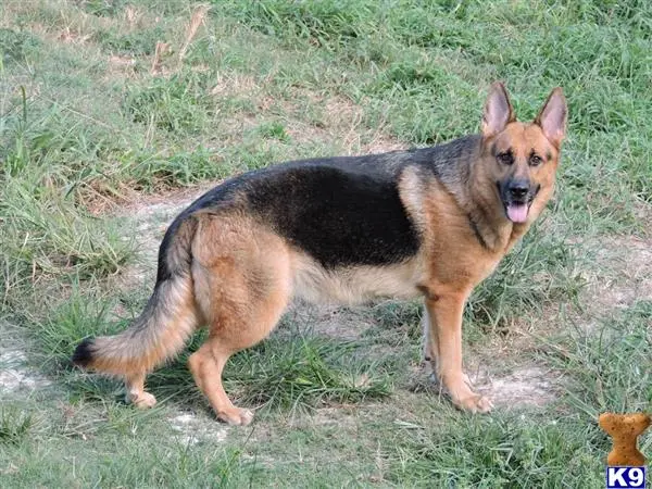 German Shepherd puppy for sale: a german shepherd dog standing in the grass