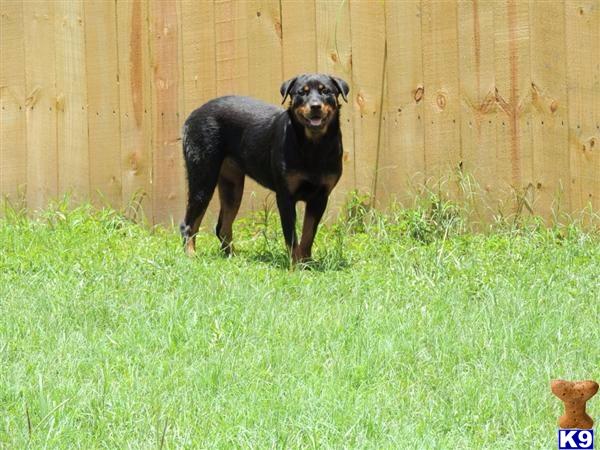 Rottweiler dog for sale: Black and tan Rottweiler standing in grassy yard
