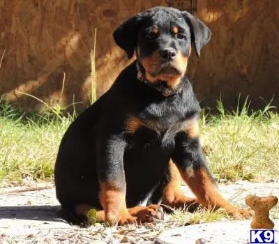 Rottweiler puppy for sale: a rottweiler dog sitting on the ground