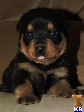 Rottweiler puppy for sale: a small black rottweiler dog