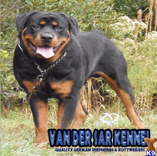 Rottweiler dog for sale: Smiling Rottweiler standing outdoors with greenery in background